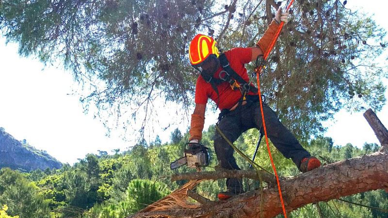 PODA Y TALA JARDINERÍA VALPARAÍSO EN PICASSENT