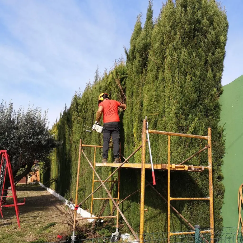 Poda de Setos y Vallas de Ciprés en Carlet, Alberic, Monserrat y Torrent 4 1 SETOS