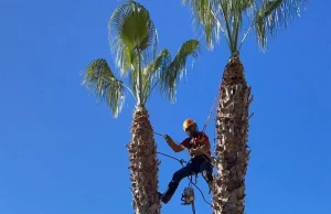 PODADOR DE PALMERAS EN LOS LAGOS 2, PODA Y TALA