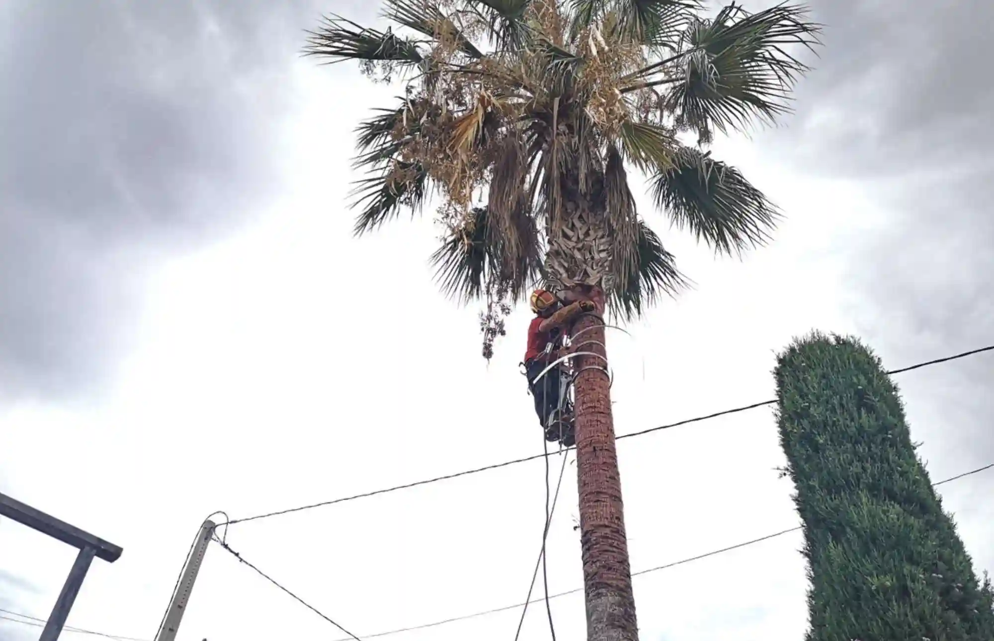 PODA DE 1 PALMERA EN CATADAU poda y tala 1 podador-de-palmeras-en-monserrat