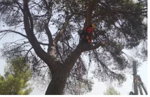podador-de-pinos-en-monserrat