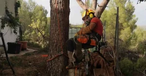 PODA DE PINOS EN ALBERIC, PODA Y TALA