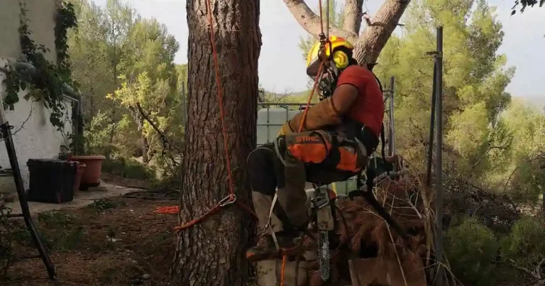 PODA DE PINOS EN ALBERIC, PODA Y TALA