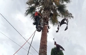 podador-de-palmeras-en-gandia