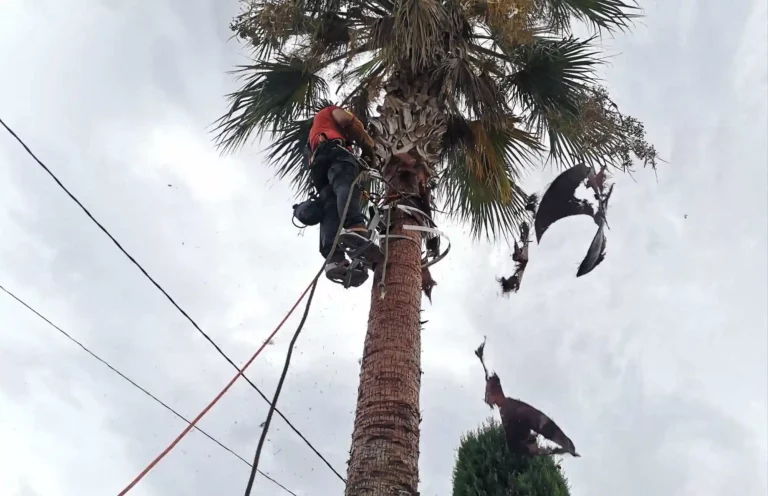 podador-de-palmeras-en-gandia