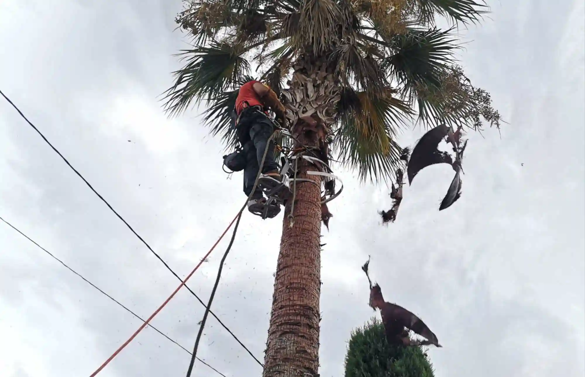podador-de-palmeras-en-gandia