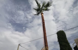 podador-de-palmeras-en-chiva-629615270