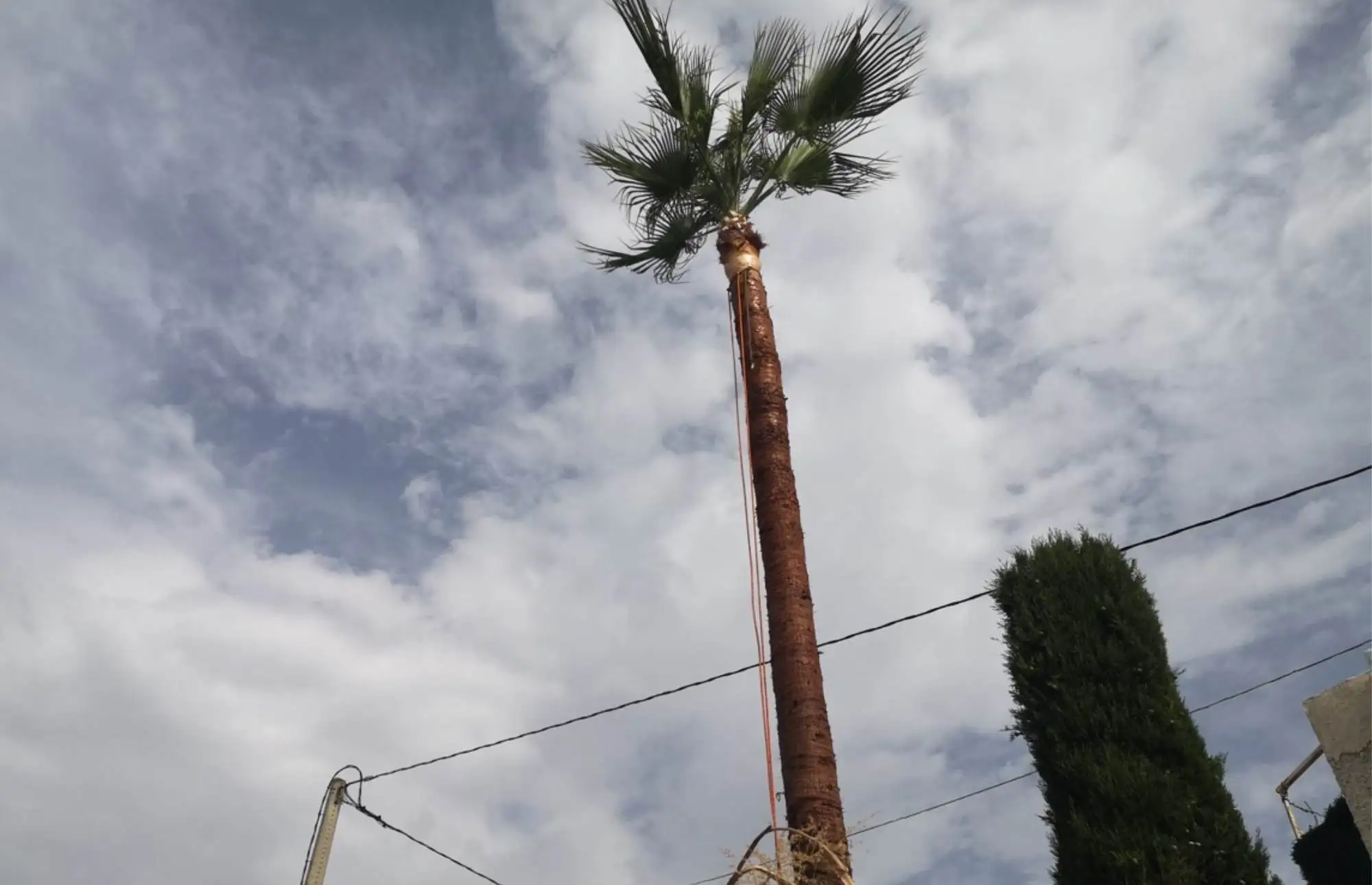 PODADOR DE PALMERAS EN CHIVA 629615270 1 podador-de-palmeras-en-chiva-629615270