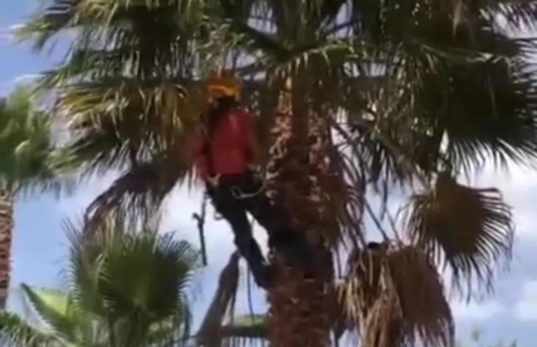 podador-de-2-palmeras-en-alginet,-valencia