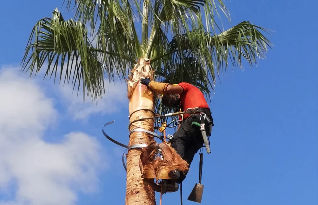 PODA Y TALA JARDINERIA VALPARAISO: INICIO