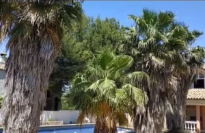 PODA DE WASHINGTONIAS