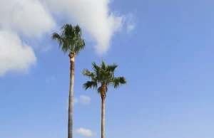 PODA PALMERA VALENCIA
