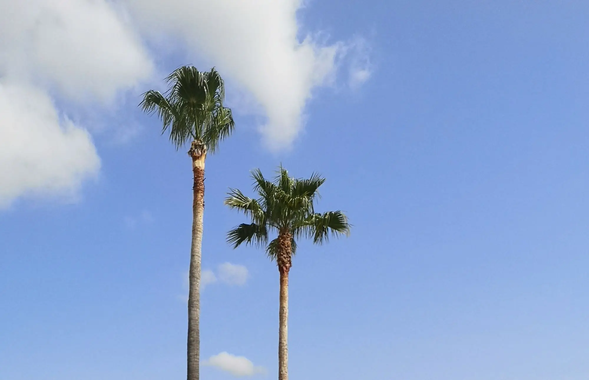 PODA DE 1 PALMERAS EN ALFARB, PODA Y TALA 1 PODA PALMERA VALENCIA