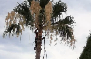 PODADOR DE PALMERAS MONSERRAT