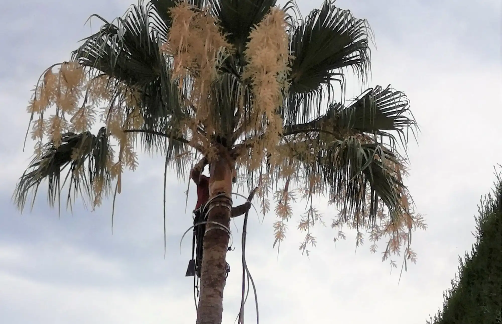 PODADOR DE PALMERAS EN MONSERRAT 1 PODA Y TALA 1 PODADOR DE PALMERAS MONSERRAT