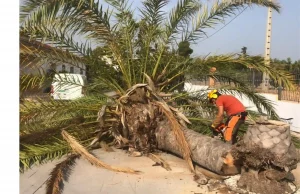 TALA DE PALMERAS PRECIO? 629 615 270