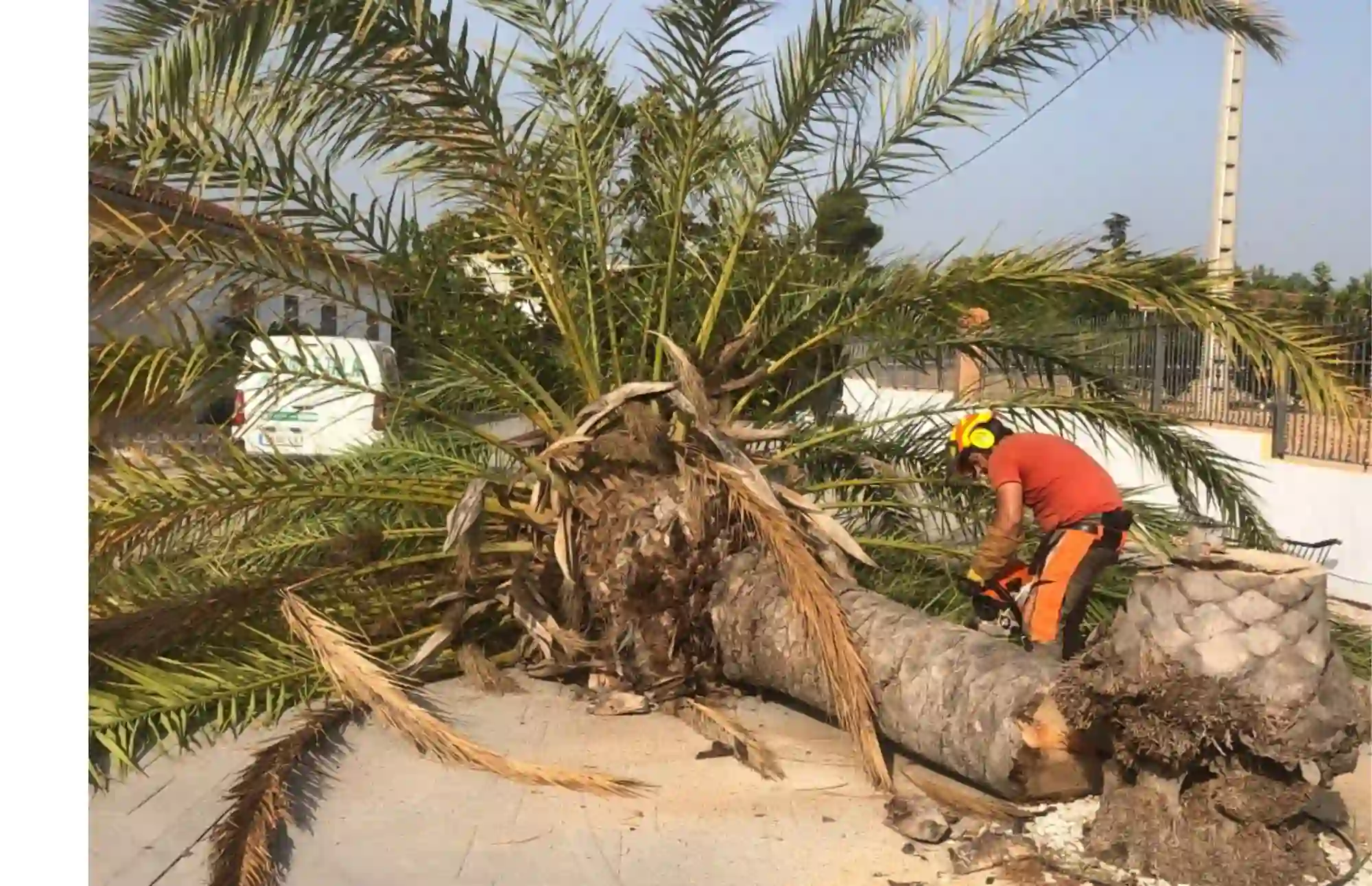 TALA DE PALMERAS PRECIO? 629 615 270