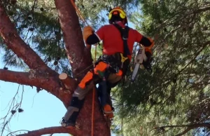 tala-de-pinos-en-godelleta