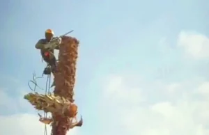 TALA DE PALMERAS EN TORRENT, L'ELIANA, CHIVA, PATERNA Y ALZIRA