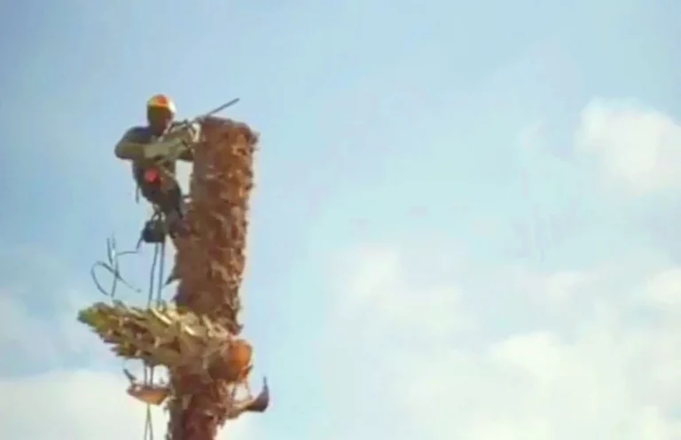 TALA DE PALMERAS EN TORRENT, L'ELIANA, CHIVA, PATERNA Y ALZIRA