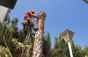 tala-de-palmeras-en-catadau