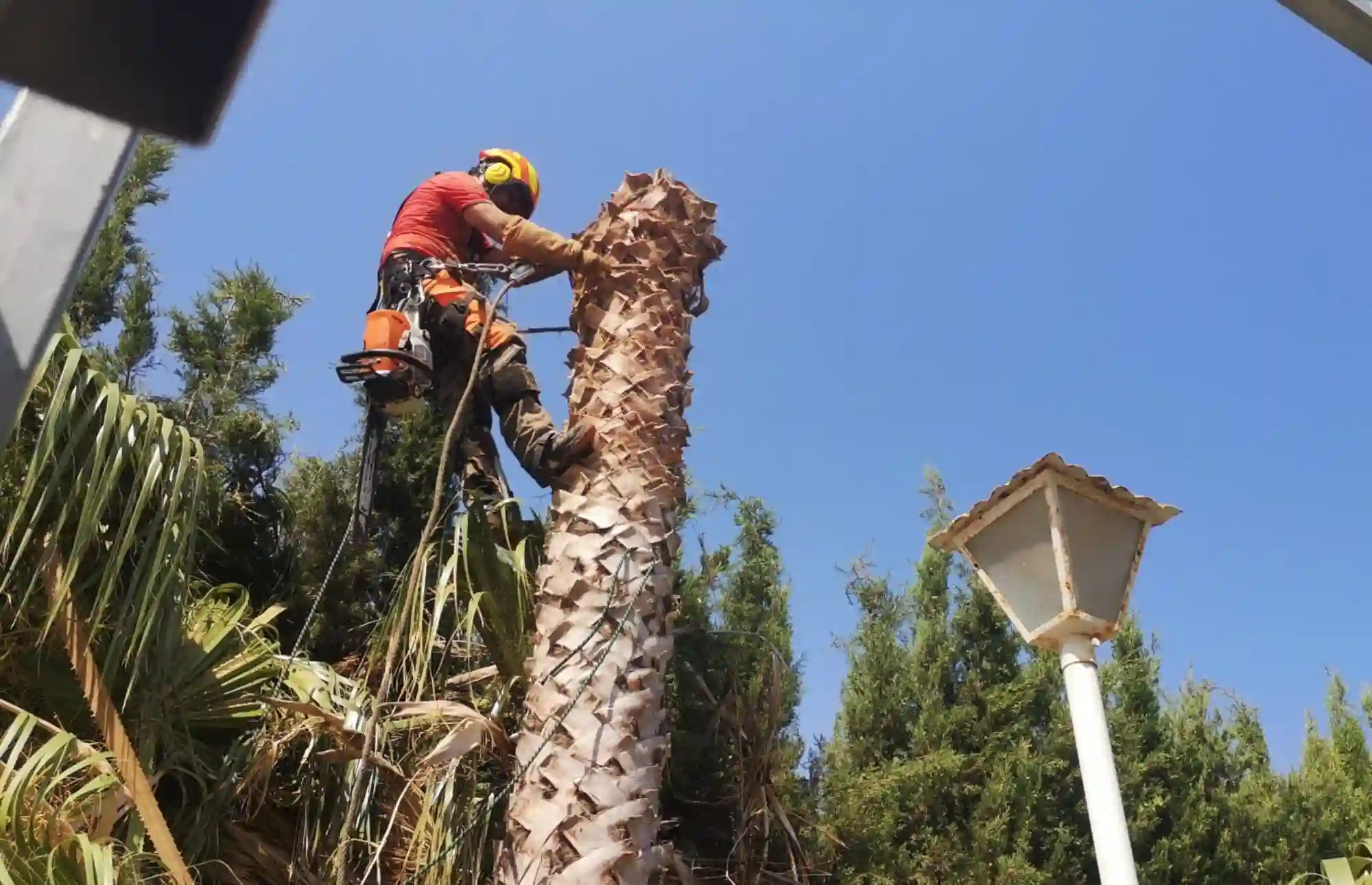 TALA DE PALMERAS EN CATADAU 1-WASHINGTONIA 1 tala-de-palmeras-en-catadau