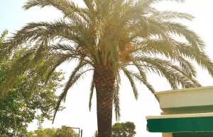 poda-de-canarias-en-torrent-1-canaria