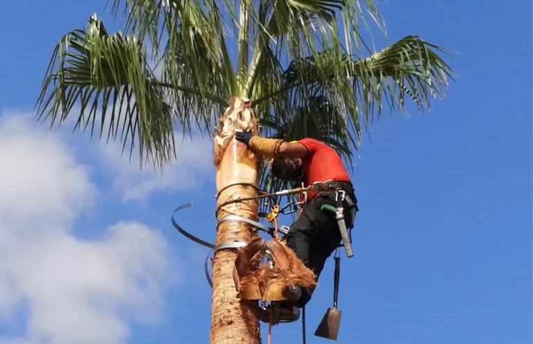 PODA Y TALA JARDINEÍA VALPARAÍSO EN ALFARB