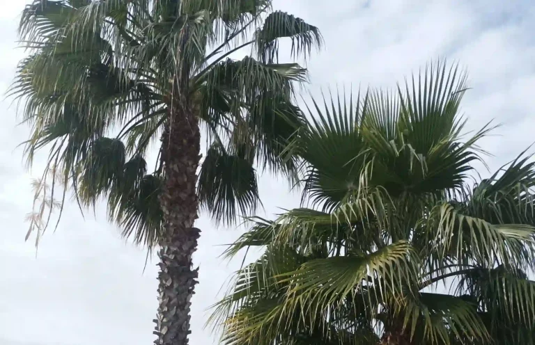 podador-de-3-palmeras-en-picassent