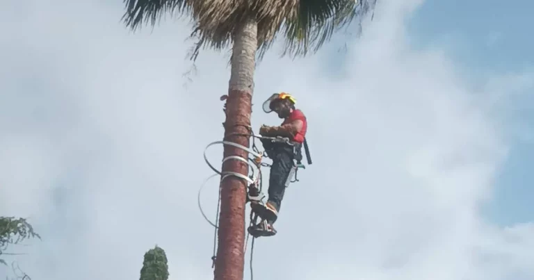 Experto en Poda de Palmeras en Valencia Nº1