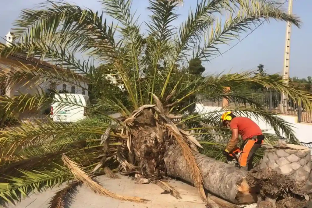 TALA DE PALMERAS EN CHIVA 1-CANARIA 2 tala de palmera en chiva 1 canaria