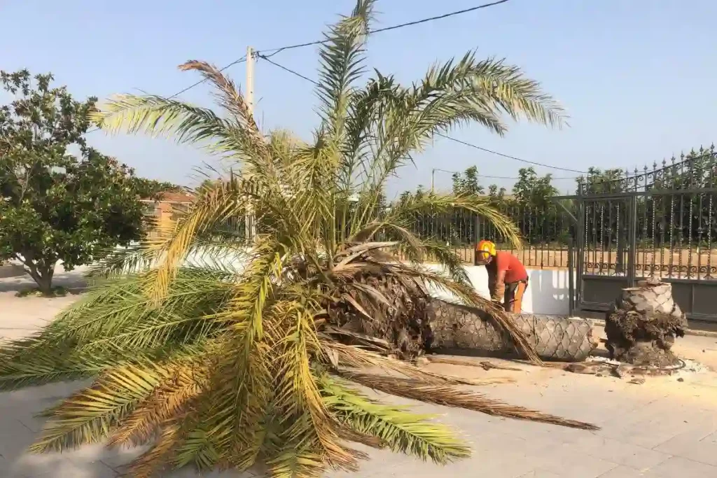 TALA DE PALMERAS EN CHIVA 1-CANARIA 3 tala de palmera en chiva 1 canaria2