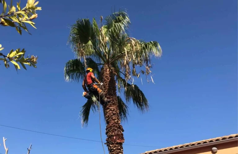 COMO PODAR UNA PALMERA PEQUEÑA