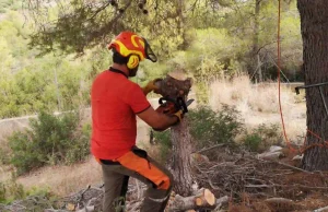 poda-y-tala-de-arboles-y-palmeras-valencia