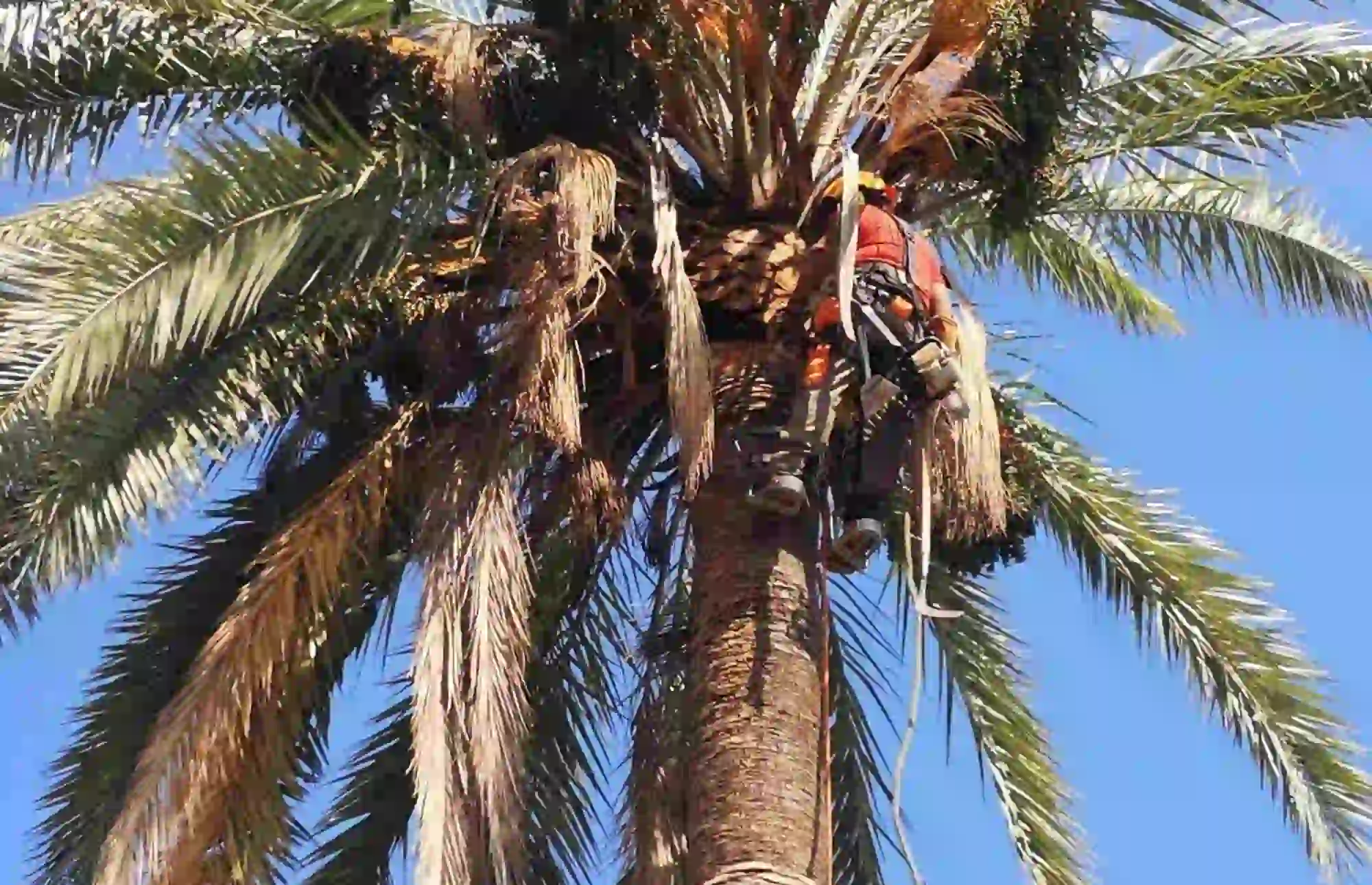 Poda de palmeras en Valencia 629 615 270 1 poda-de-palmeras-en-valencia-629-615-270