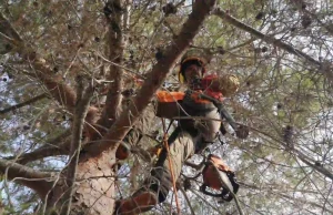 Podar Pinos en Picassent Nº1