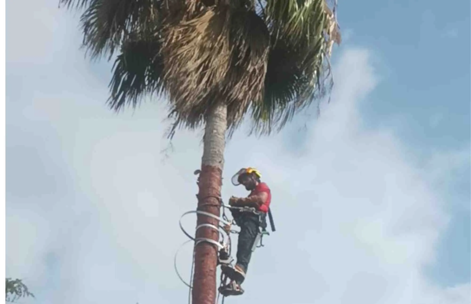 Poda de Palmeras en Xeraco Nº1 1 Empresa de poda de palmeras en Torrent