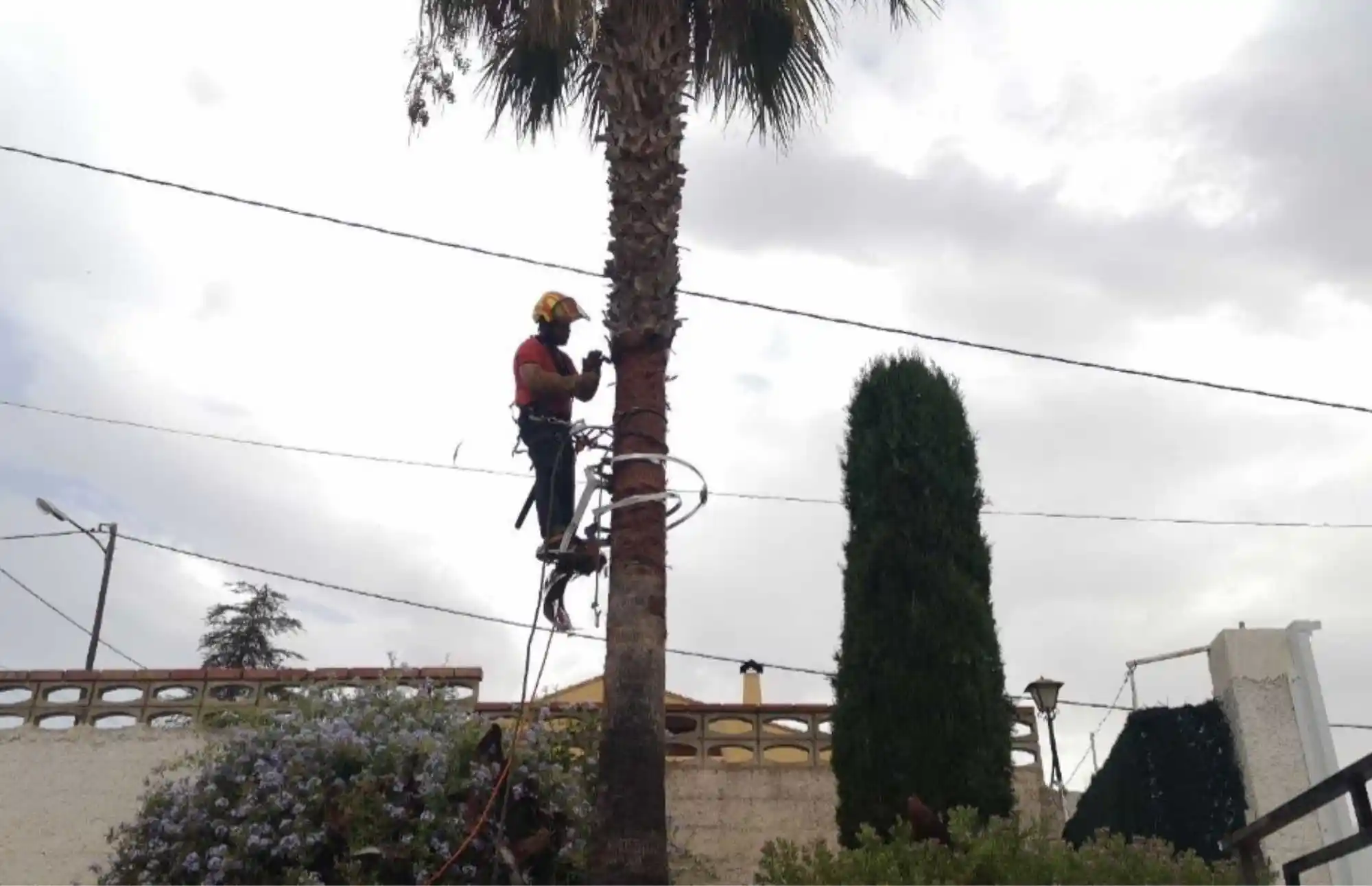 PODA DE PALMERAS EN GODELLETA 629 615 270 1 Experto en Poda de Palmeras en Valencia Nº1