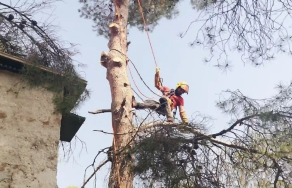 PODA Y TALA JARDINERÍA VALPARAÍSO EN ALZIRA