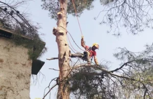 Poda y Tala en Picassent