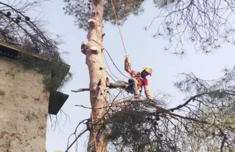Poda y Tala en Picassent
