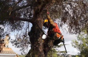 Poda de Pinos y Tala en Monte Rosado