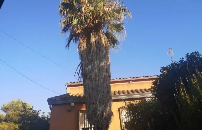 TALA DE PALMERAS EN TORRENT, L'ELIANA, CHIVA, PATERNA Y ALZIRA