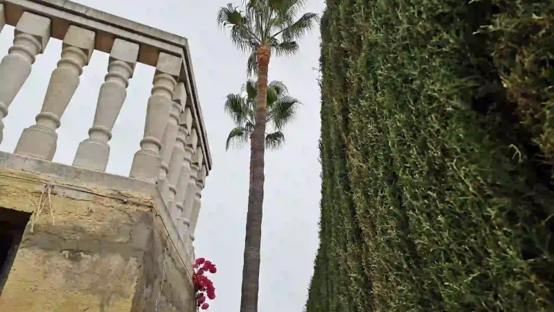 PODA Y TALA JARDINERÍA VALPARAÍSO EN CALICANTO