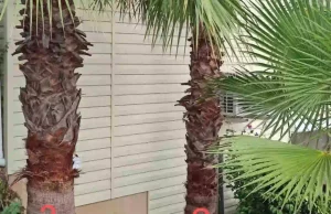 como podar una palmera pequeña