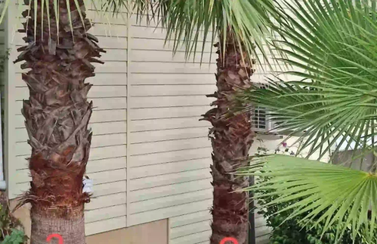 como podar una palmera pequeña