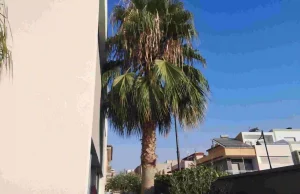 Podador de palmeras en Cullera