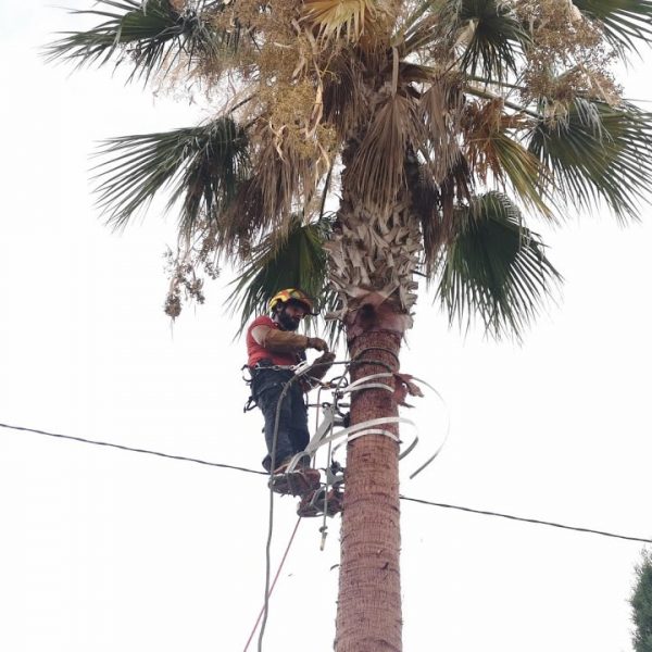 PODA Y TALA JARDINERÍA VALPARAÍSO EN XÁTIVA