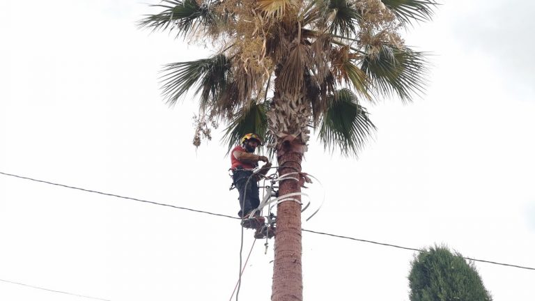 PODA Y TALA JARDINERÍA VALPARAÍSO EN TURÍS