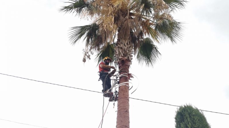 PODA Y TALA JARDINERÍA VALPARAÍSO EN BENIPARRELL